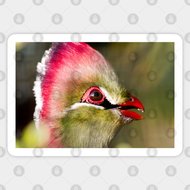 Fischers Turaco Bird Sticker by heidiannemorris